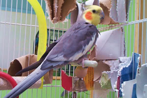 charleston animal rescue birds